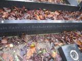 image of grave number 373648